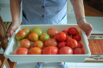 elderly woman brings a tray with tomatoes
