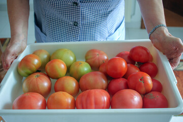 elderly woman with a tray of tomatoes