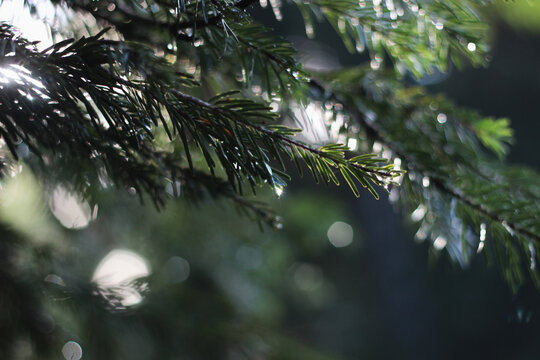 Close-up of vibrant green pine tree branch or spruce needles illuminated by soft sunlight with bokeh and lens flare,  Forest landscape, shiny needles in focus with natural illumination, drops of water
