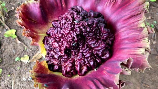 Exotic purple Suweg flower blooming fiercely with textured central core beauty