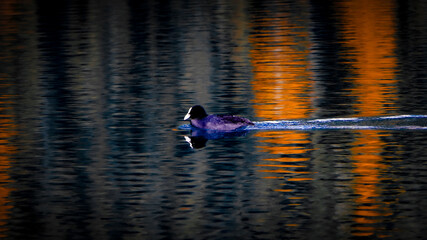 Paesaggio alpino autunnale con lago cristallino