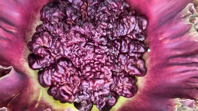 Exotic purple Suweg flower blooming fiercely with textured central core beauty