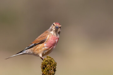 Common Linnet perched on branch – detailed wildlife bird photography