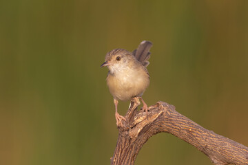 Graceful Prinia perched in natural habitat, detailed wildlife bird photography