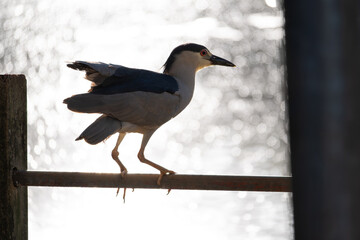 Black-crowned night heron, Beautiful birds in their natural habitat in a city in Brazil, Natural light, selective focus.