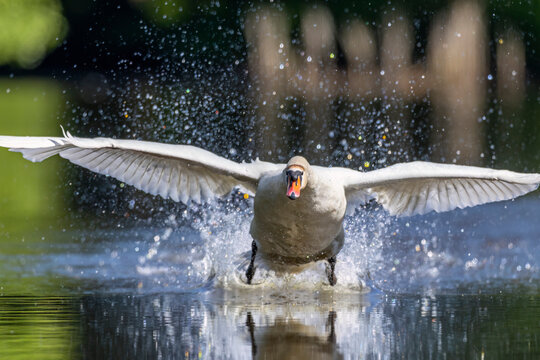 Mute swan landing on water creating big splash