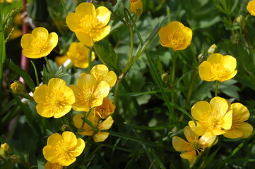 Beautiful bright shining flowers in a meadow on a sunny summer day.