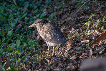 Little Heron Butorides striata, Beautiful birds in their natural habitat in a city in Brazil, Natural light, selective focus.