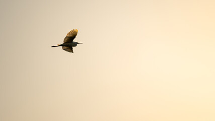 White herons, beautiful birds in their natural habitat in a city in Brazil, natural light, selective focus.