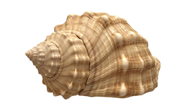 A single light brown seashell with white spots isolated against a black background in close up view