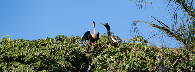 Biguatinga - Anhinga anhinga, Beautiful birds in their natural habitat in a city in Brazil, Natural light, selective focus.