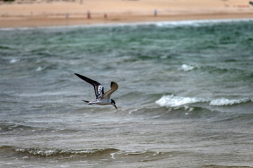 Great Crested Tern (Thalasseus bergii) at Fingal Beach