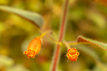Orange and yellow tiny flowers blooming in nature