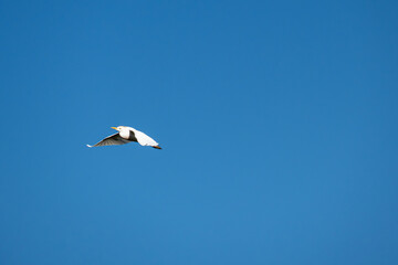 Obraz premium White herons, beautiful birds in their natural habitat in a city in Brazil, natural light, selective focus.
