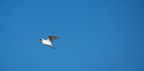 White herons, beautiful birds in their natural habitat in a city in Brazil, natural light, selective focus.