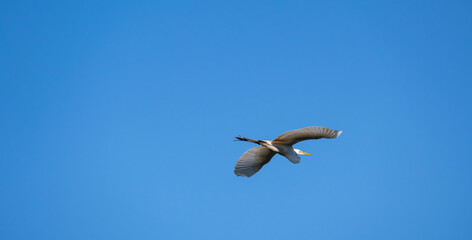 White herons, beautiful birds in their natural habitat in a city in Brazil, natural light, selective focus.