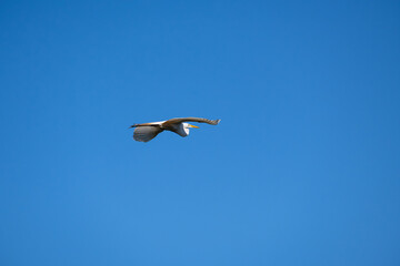 White herons, beautiful birds in their natural habitat in a city in Brazil, natural light, selective focus.