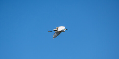 White herons, beautiful birds in their natural habitat in a city in Brazil, natural light, selective focus.