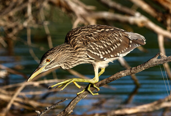 Juvenile Black-crowned Night Heron 