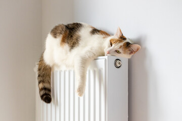 Cat warming up on radiator. Winter season, Falling temperature. Tricolor cat rests its head on the radiator
