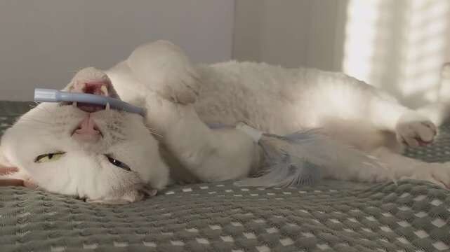 White Devon Rex cat is lying on a bed chewing on a stick with a feather at the end, resting on a light green blanket. Sunlight streams onto the cat in a warm-toned room, creating a cozy and playful ho