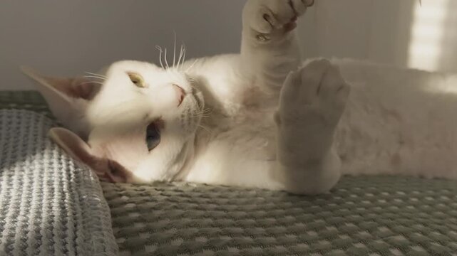 White Devon Rex cat is lying on a bed playing with a feather toy using both paws on a light green blanket. Sunlight streams onto the cat in a warm-toned room, creating a cozy and playful home scene.