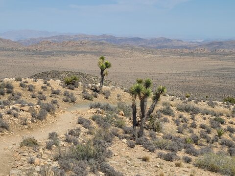 Strands of Joshua trees along the Ryan Mountain hiking trail in Joshua Tree National Park