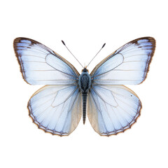 Obraz premium Beautiful Butterfly Resting on a Surface With Vibrant Blue Wings and Delicate Details