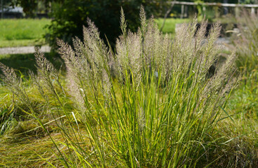 image of beautyful feather reed grass (calamagrostis brachytricha)