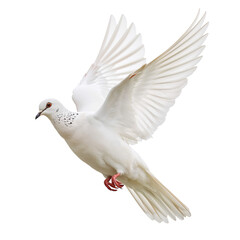 Obraz premium White Dove Flying Gracefully in Clear Sky During Daytime