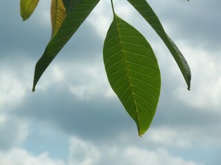 green leaves against blue sky