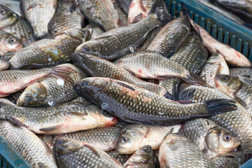 Fresh river fish crucian carp on a counter at the market
