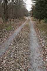 Scenic forest trail in autumn with leafcovered path