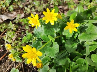 Lesser Celandine (Ranunculus ficaria) yellow spring flower