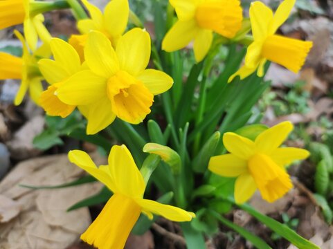 Narcissus on dry leaves