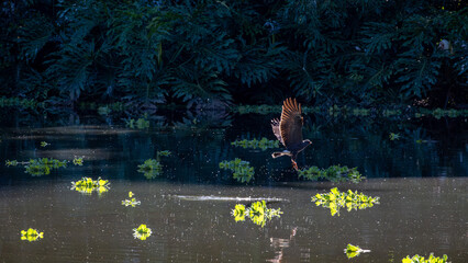 Snail kite, Rostrhamus sociabilis, beautiful birds in their natural habitat in a city in Brazil, natural light, selective focus.