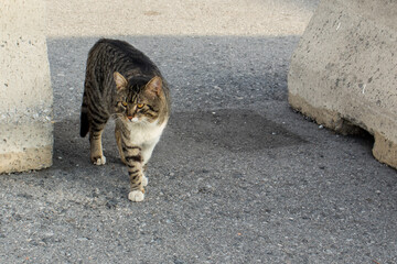 A white and gray cat, walking carefree on the road. Stray cat walks on the roadway, between cement barricades.