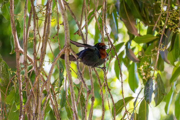 Garibaldi - Chrysomus ruficapillus, a beautiful bird on a lake in a city in Brazil, Natural light, selective focus.
