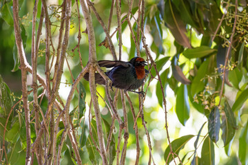 Garibaldi - Chrysomus ruficapillus, a beautiful bird on a lake in a city in Brazil, Natural light, selective focus.