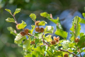 Close up of common beech (fagus sylvatica) nuts on the tree