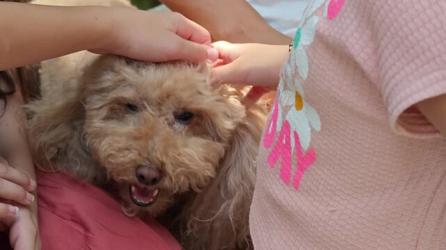 Two little girls are gently caressing a sweet brown poodle. The caring children are running their hands through the fluffy dog's coat, displaying warmth and companionship