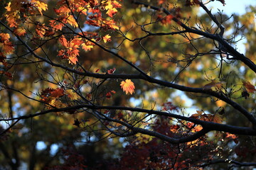 日本の秋の紅葉