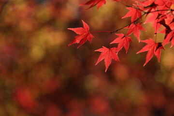 日本の秋の紅葉