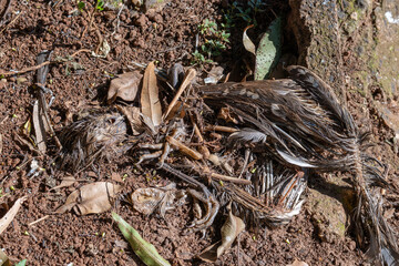 Dead bird, remains of a bird in a lake in a city in Brazil, natural light, selective focus.
