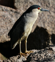 Black crowned night heron