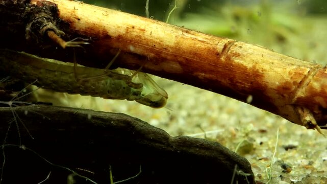 Dragonfly nymph (Aeshna sp.) underwater, stalking, capturing, and eating a small mayfly nymph, macro close-up. 