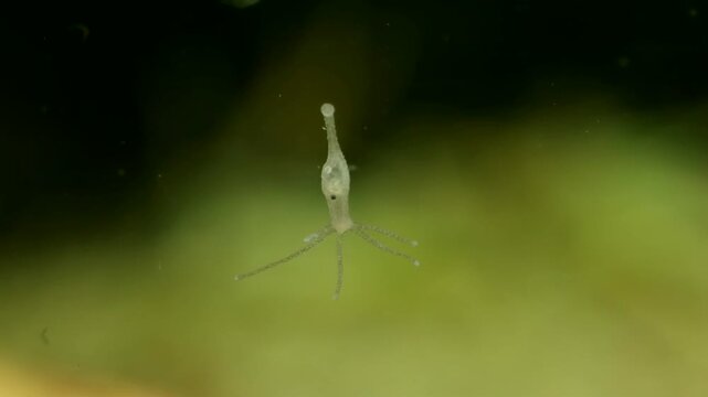 Hydra (Hydrozoa) underwater, attached to glass, showing an ingested daphnia being digested in its &ldquo;stomach&rdquo;, extreme macro close-up.