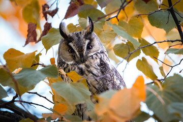 Long eared owl hidden on tree in autumn ambient