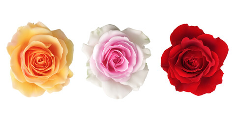 Beautiful roses in pastel colors arranged neatly on a white background for floral decoration and design ideas