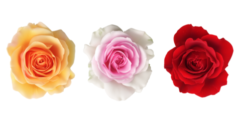 Beautiful roses in pastel colors arranged neatly on a white background for floral decoration and design ideas